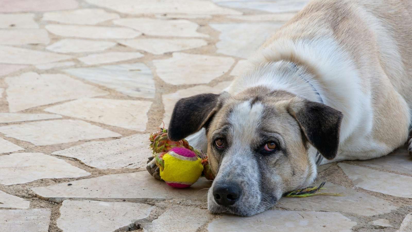 Cachorro com soluço: saiba como fazer passar