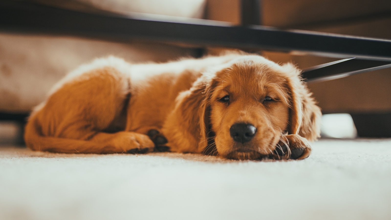 Cachorro com cinomose: entenda tudo sobre essa doença