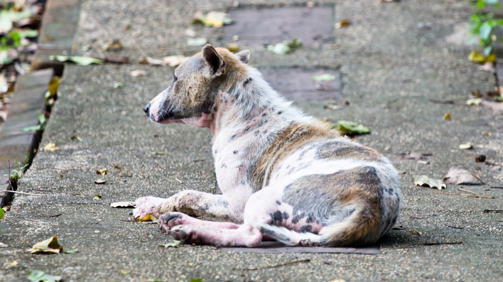 Cachorro com sarna: saiba como tratar seu cão