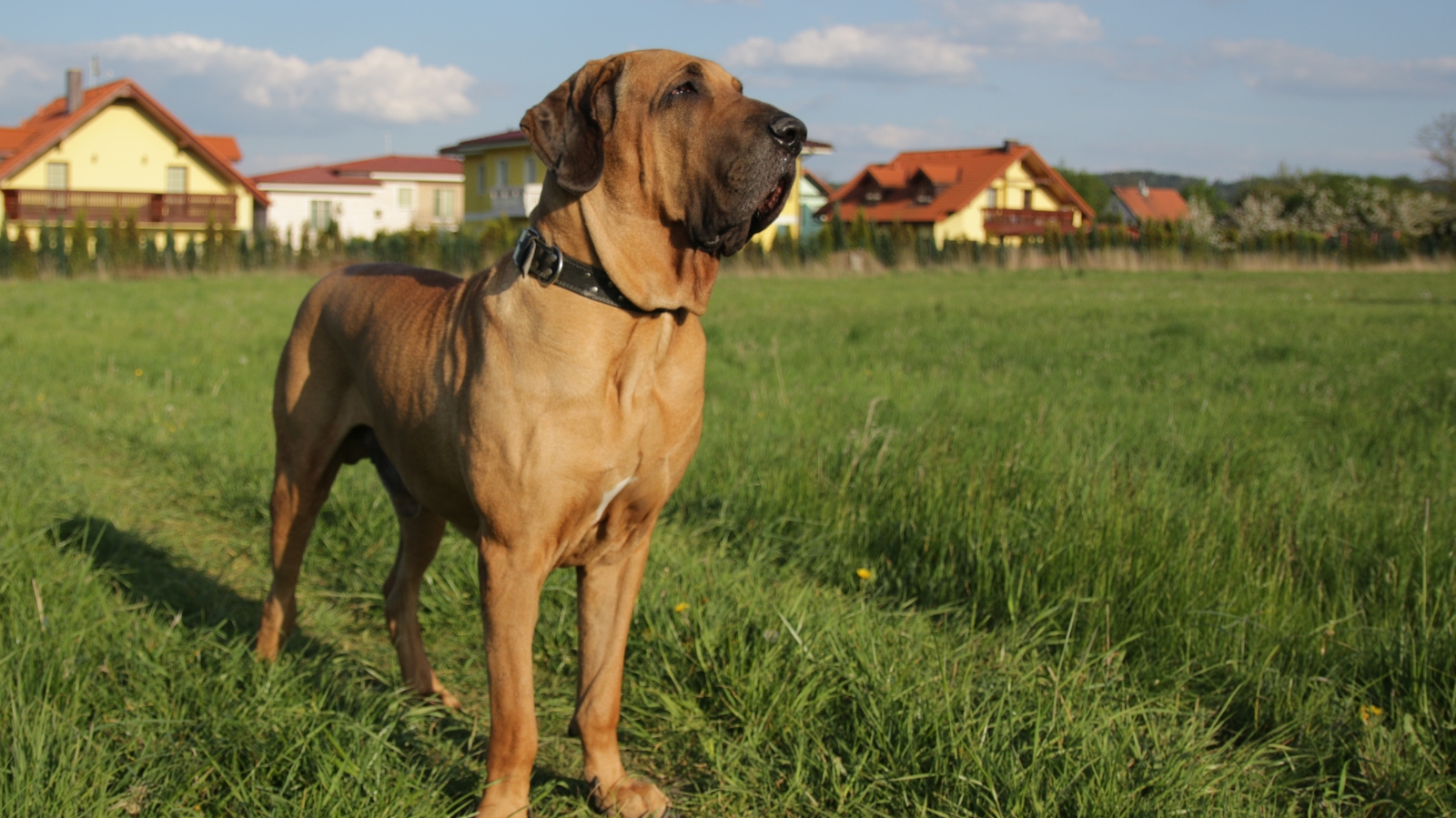cachorro Fila Brasileiro: conheça as características dessa raça
