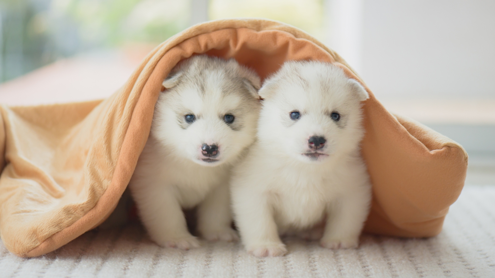 Saiba com quanto tempo pode dar banho em filhote de cachorro