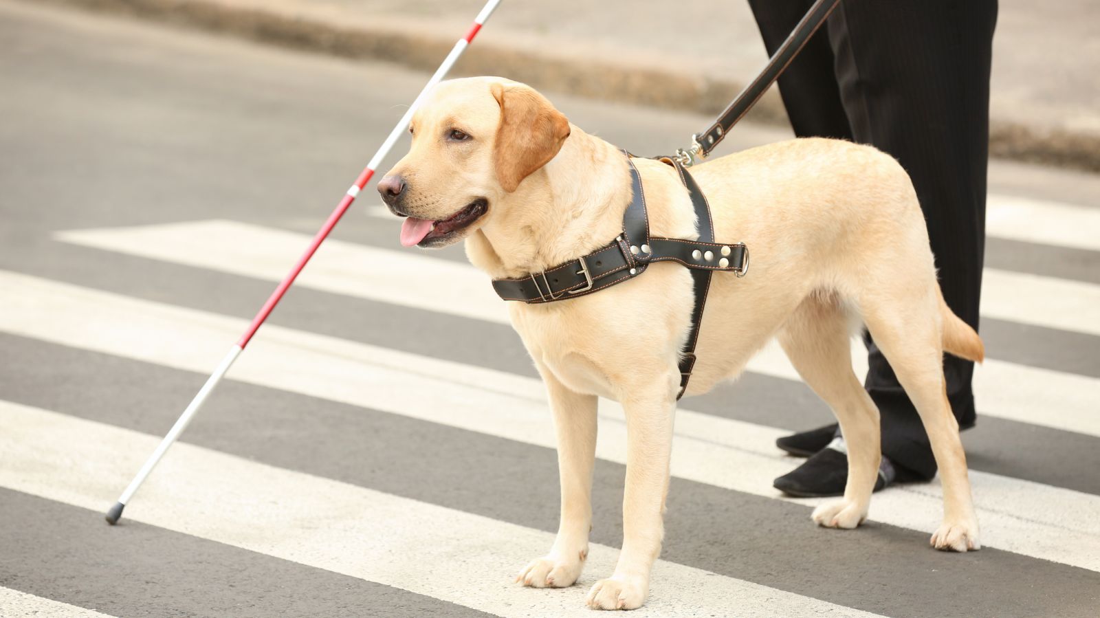 Cão-guia: descubra tudo sobre esse companheiro