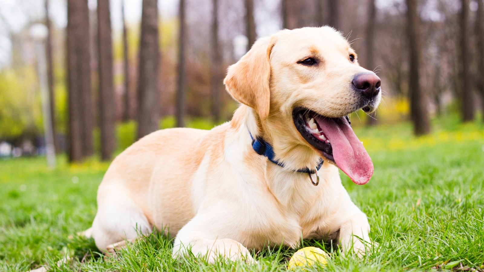 Como tratar luxação de patela em Labrador