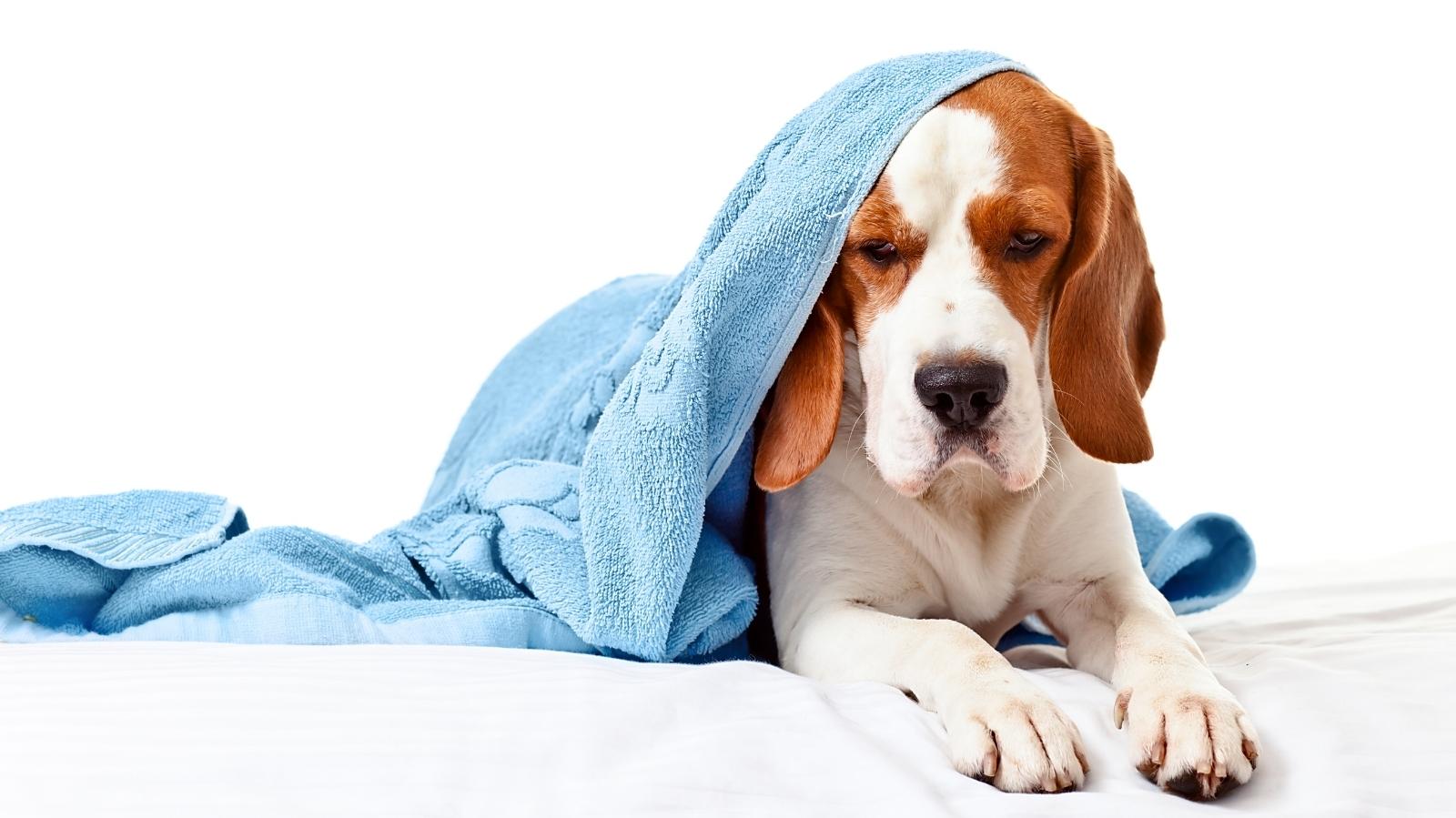 Nebulização em Cachorro: saiba como fazer e como funciona