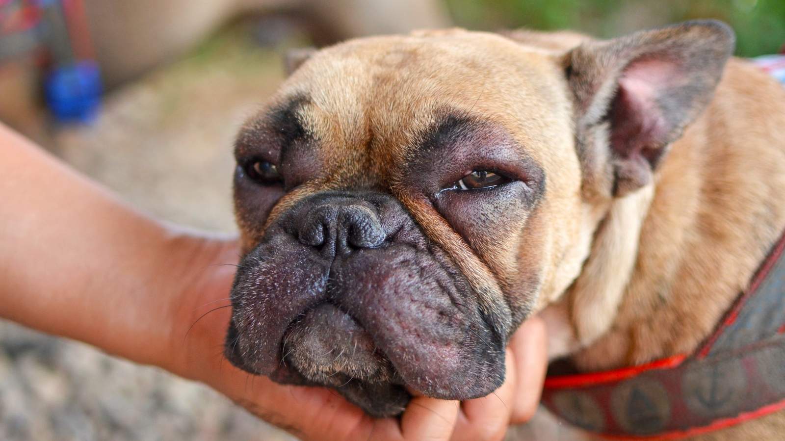 Cachorro com o olho inchado: descubra o que pode ser
