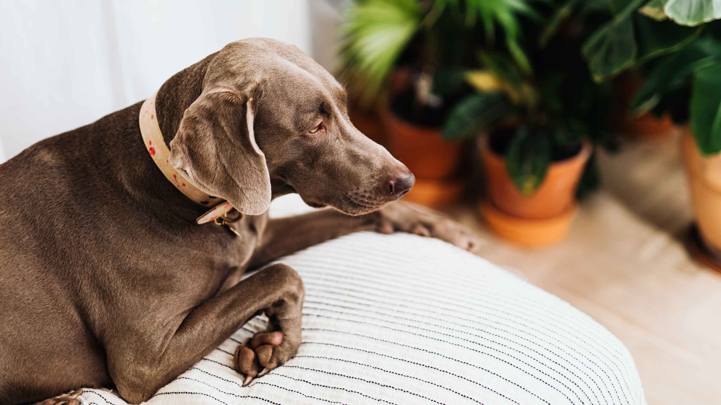 Osteoporose canina: saiba como identificar e tratar