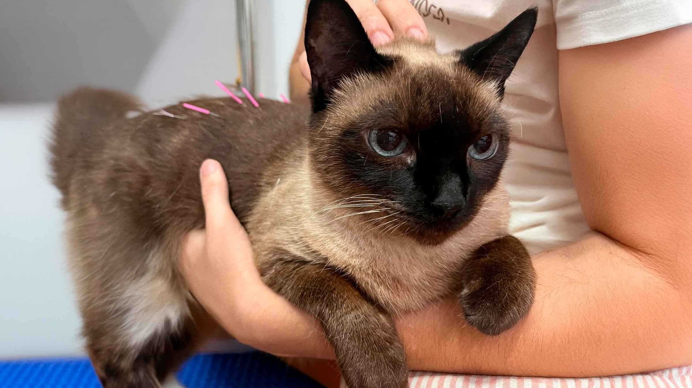 Fisioterapia Veterinária em Caçapava: Fisio Care Pet chega à cidade do antigomobilismo