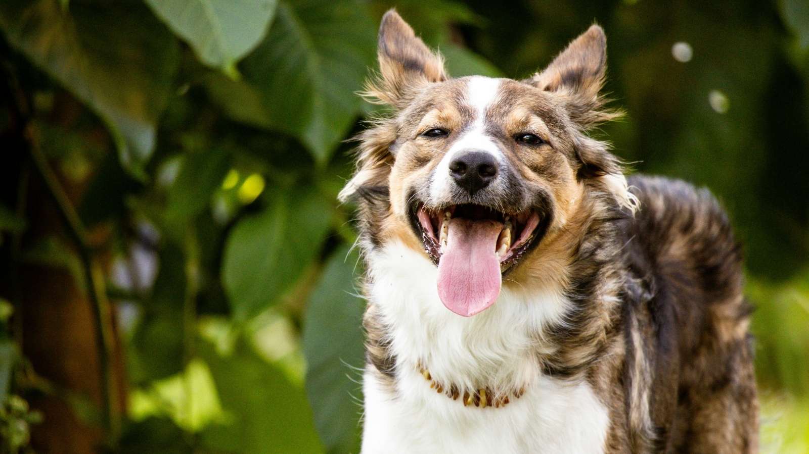 Cão com respiração ofegante: o que pode ser?