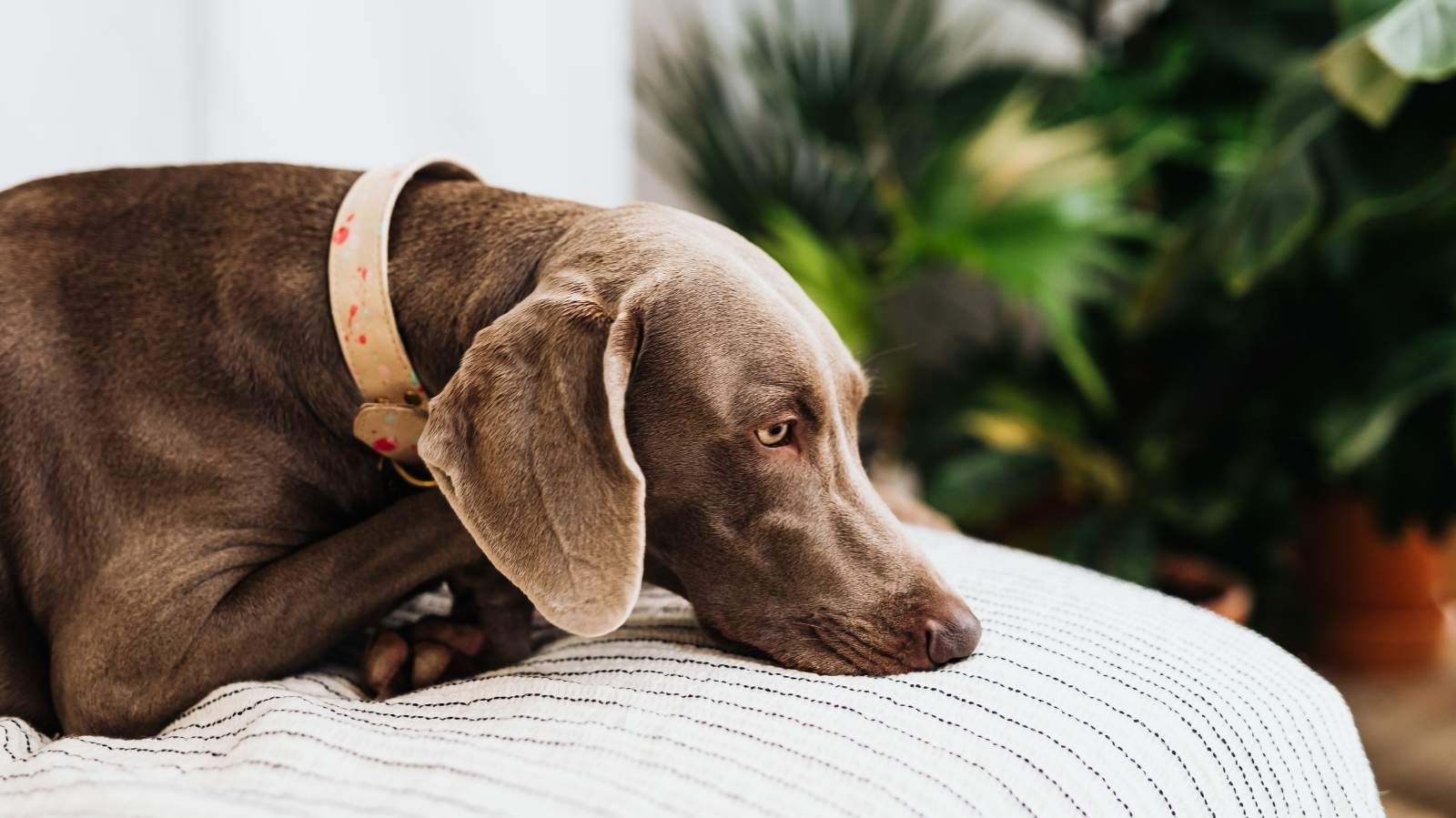 cachorro com dor de barriga: saiba o que fazer