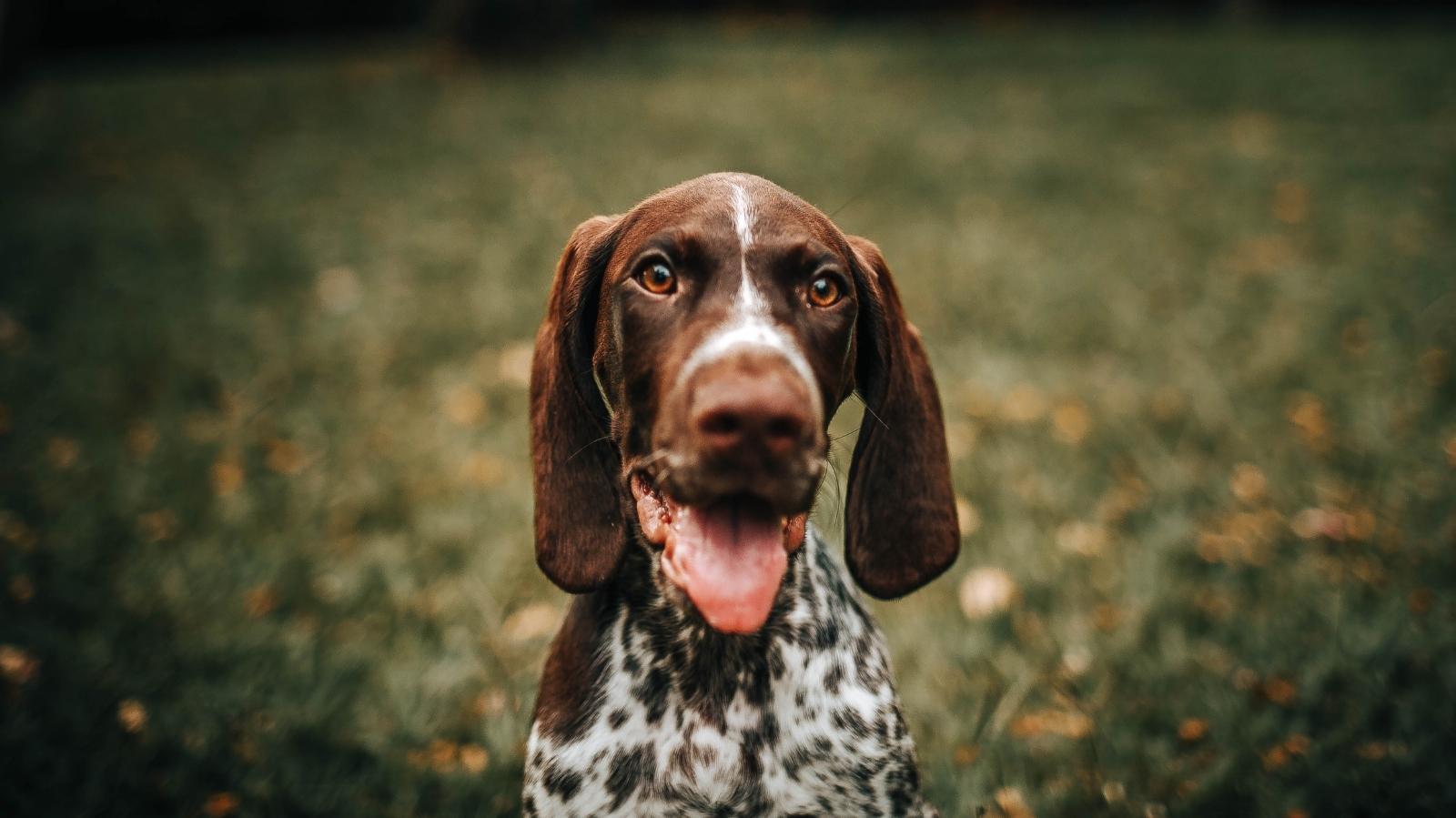 Linfoma em cachorro: tudo o que você precisa saber