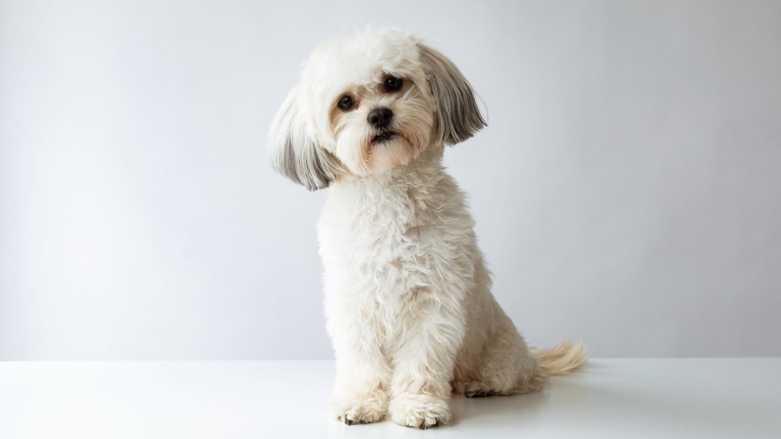 Doença do carrapato em cachorro: o que é, sintomas e como tratar