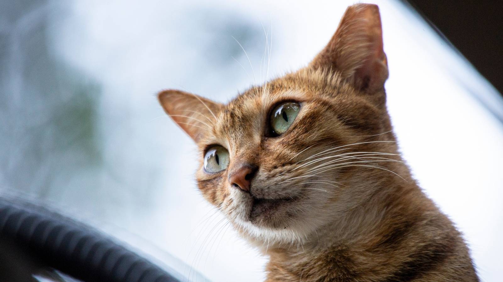 Gato com esporotricose: o que é, como identificar e tratar
