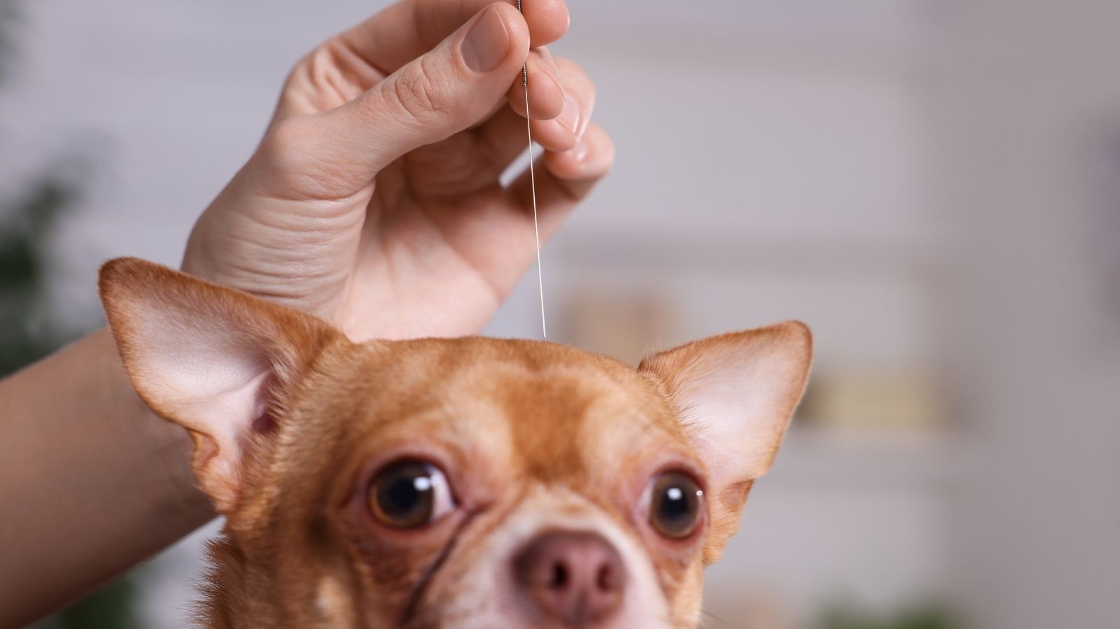 Acupuntura veterinária para cães: entenda o procedimento