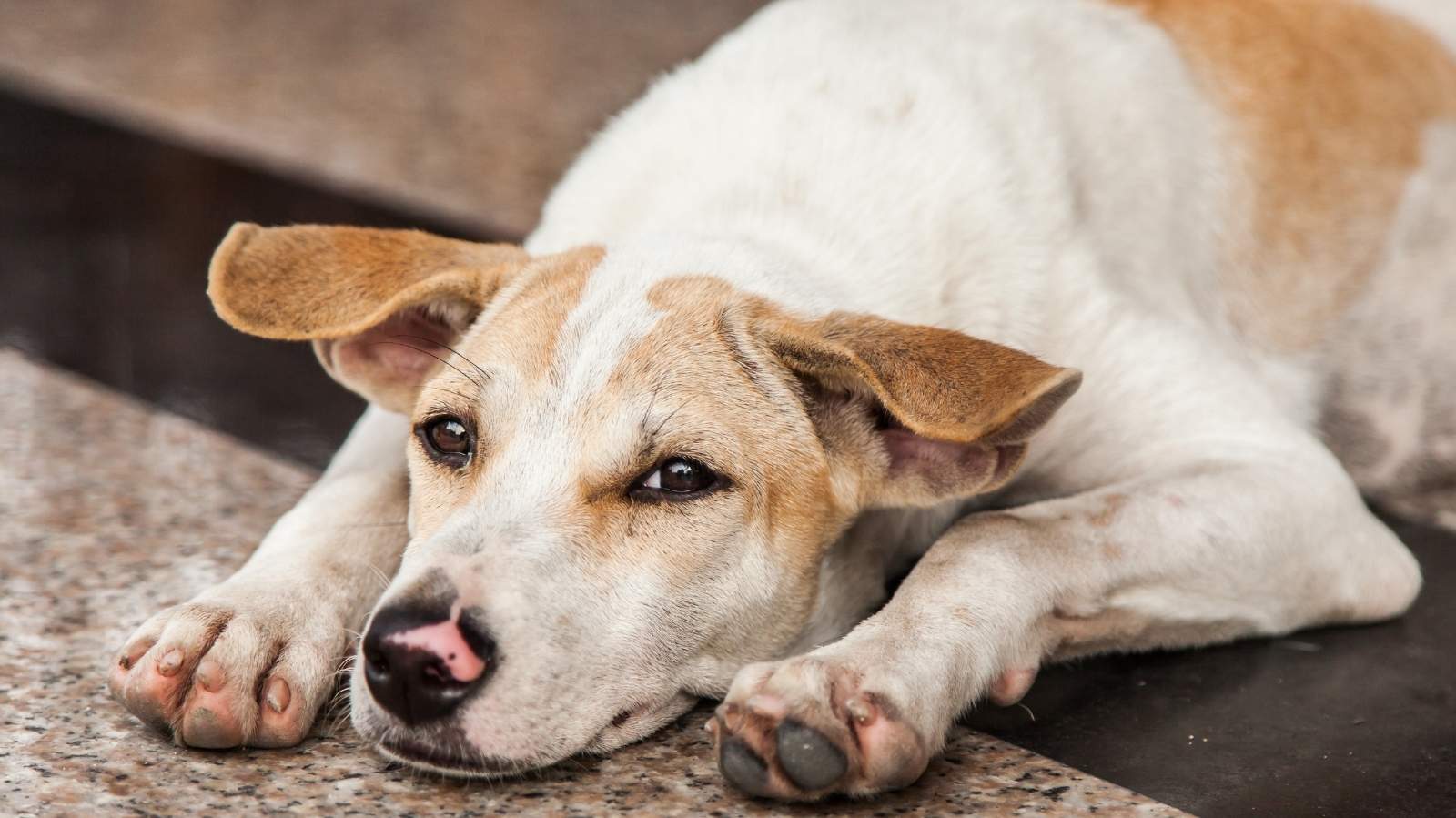 Cachorro com refluxo: entenda o que fazer e porque isso acontece