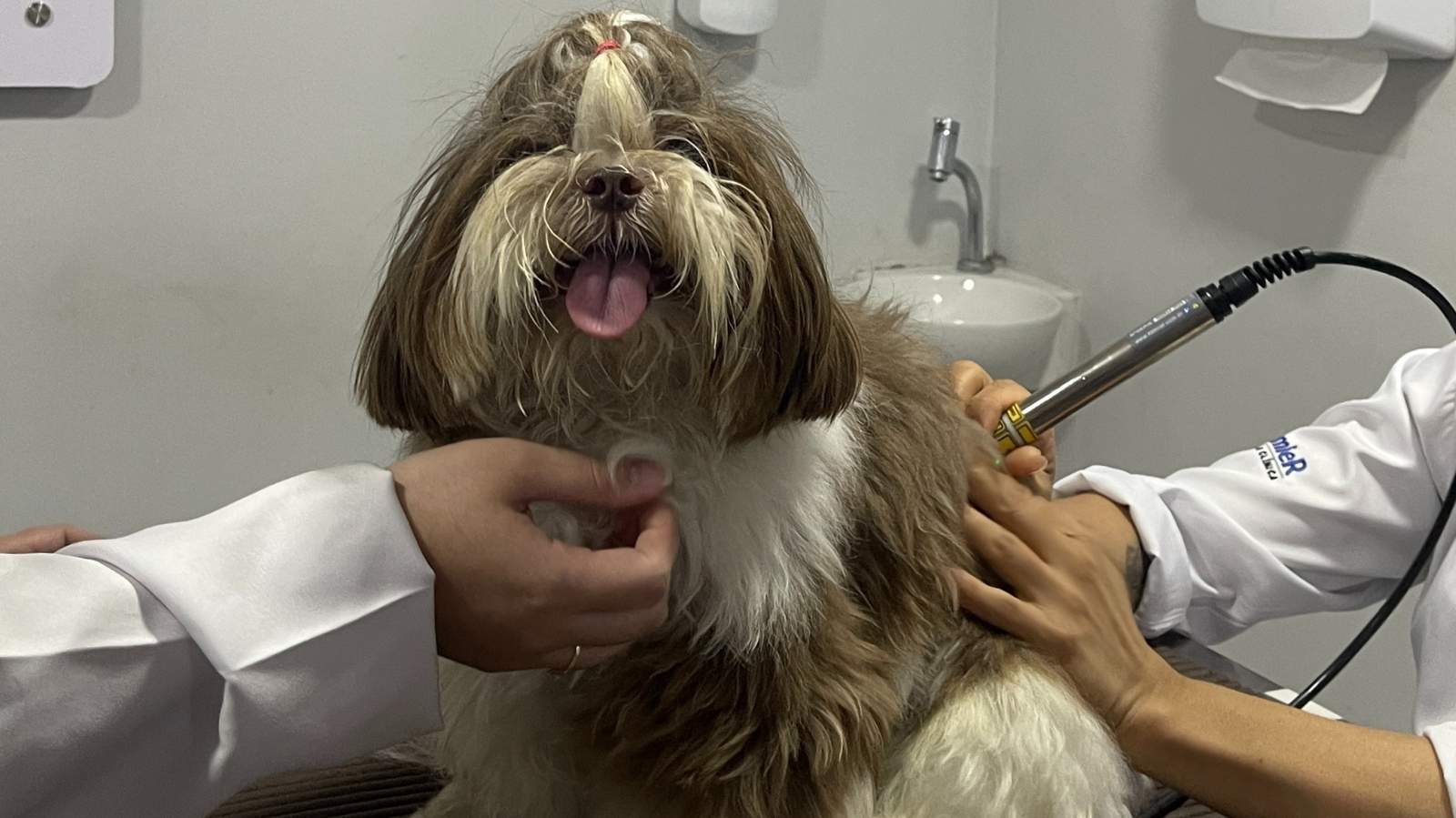 Clínica especializada em fisioterapia animal - Pinheiros, SP