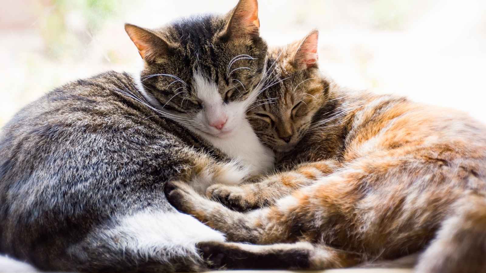 O que é síndrome do gato nervoso e como identificar os sintomas?