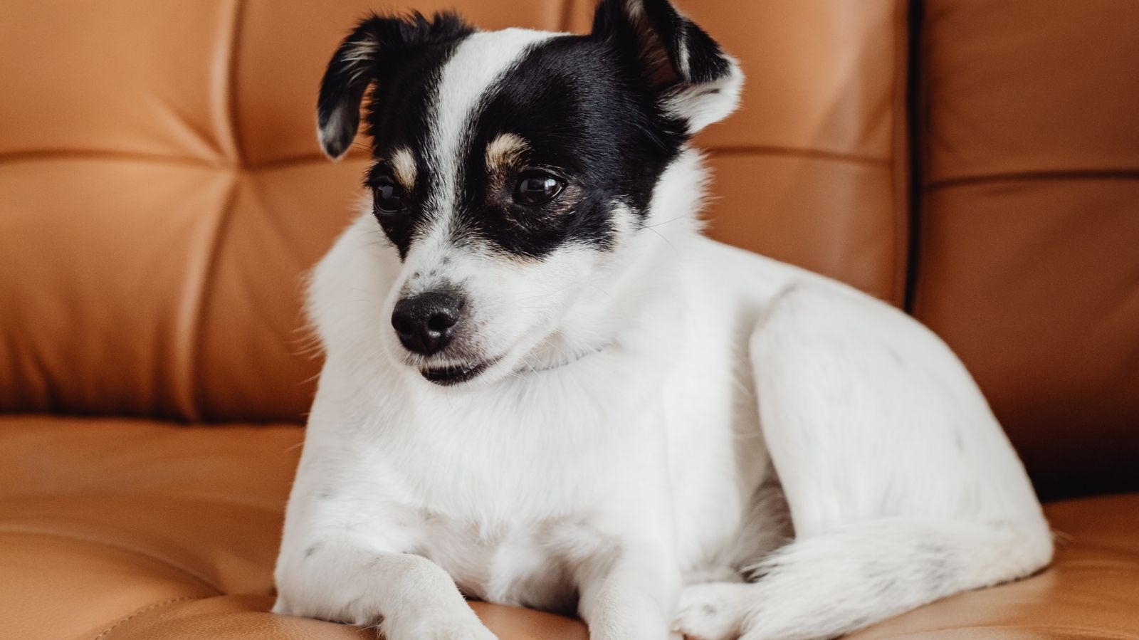 Epilepsia Canina: entenda as formas de tratamentos