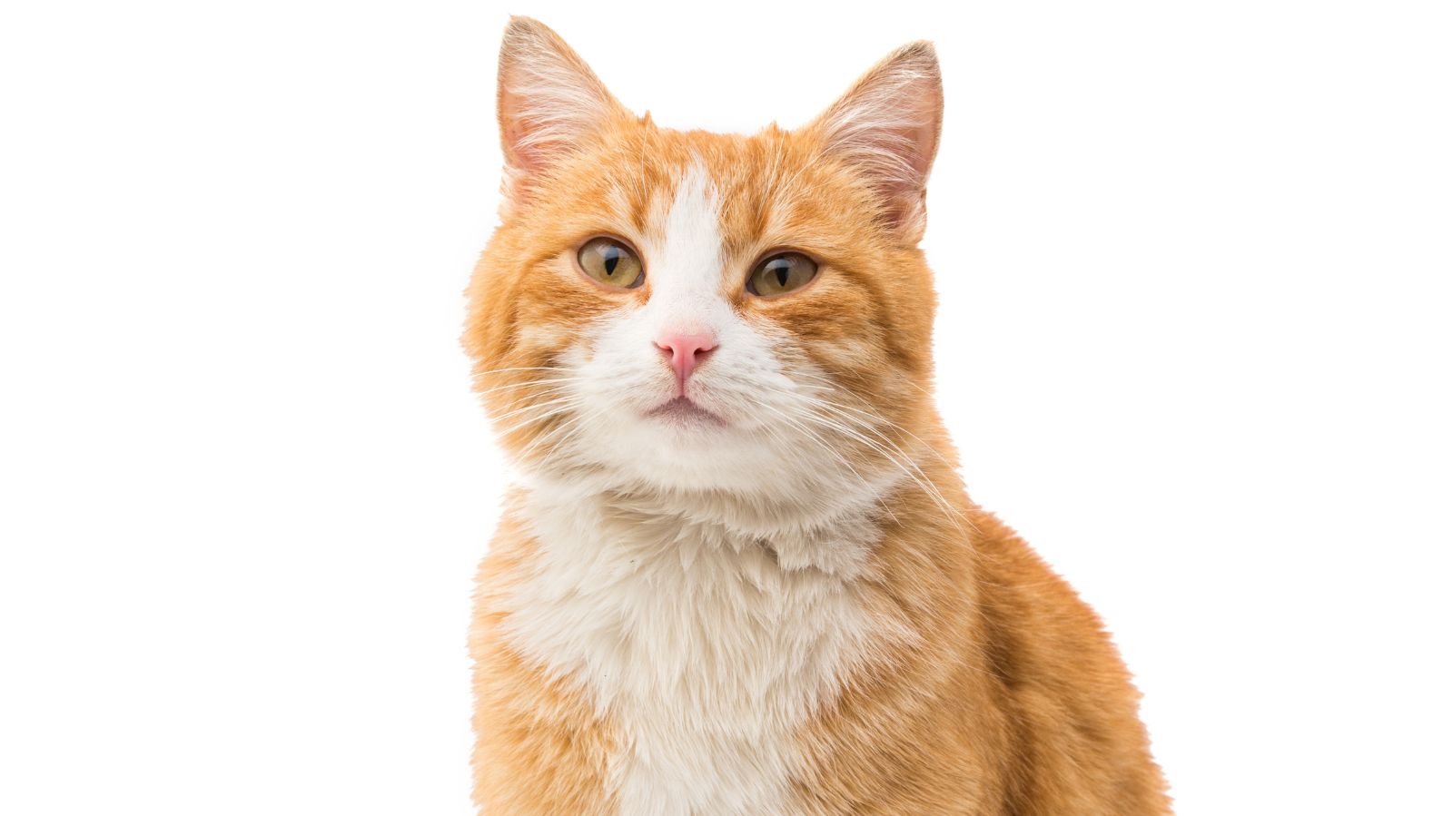 Doença renal em gatos: sinais e formas de tratamentos