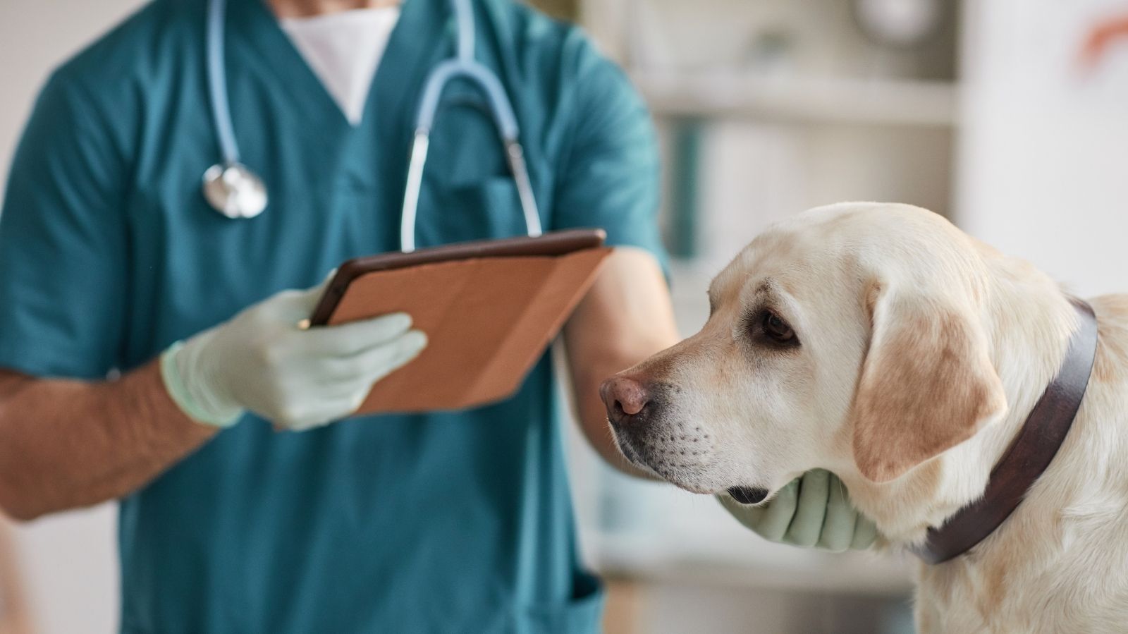 Pode dar dipirona para cachorro? Veja as recomendações