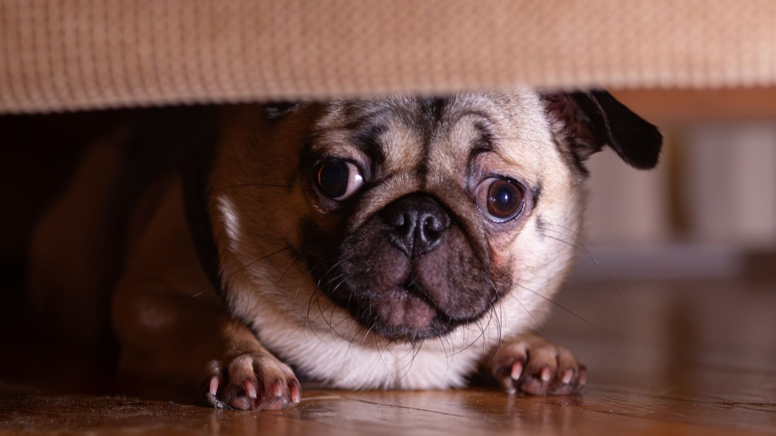 Como proteger seu cachorro dos fogos de artifício