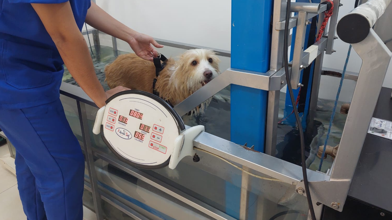 Fisio Care Pet Belo Horizonte: bem-estar para o seu pet