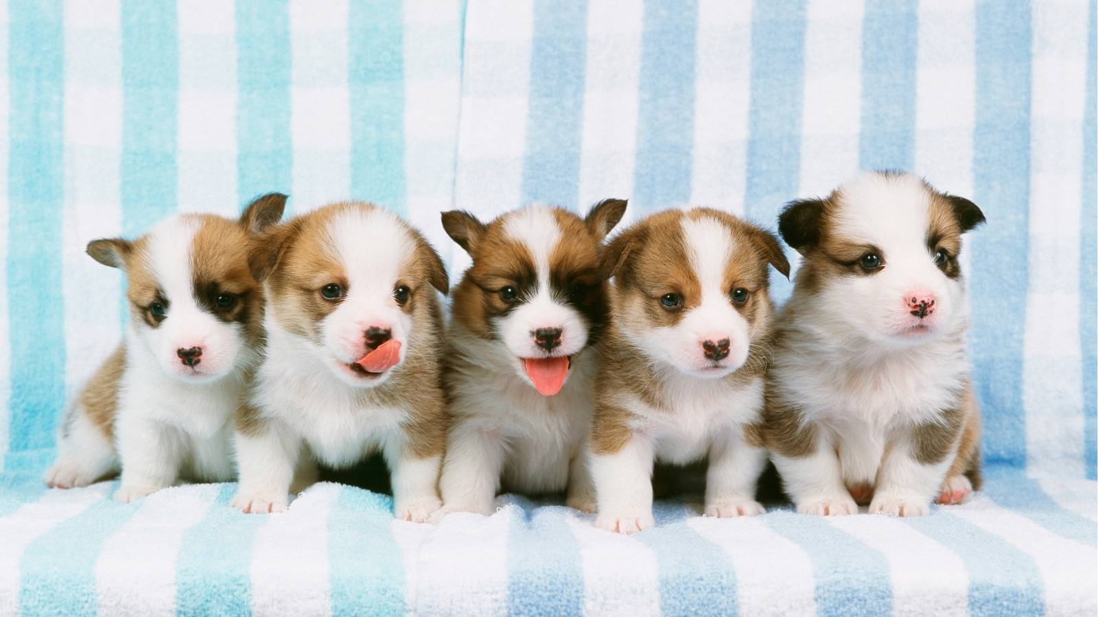 Cães rescem-nascidos: 8 cuidados essenciais