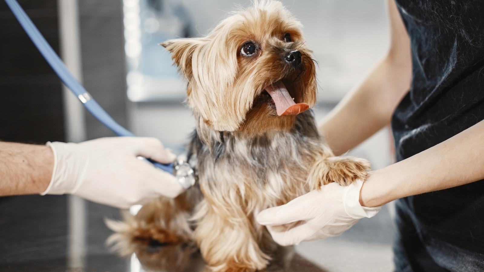 Lesão renal em cachorro: saiba como tratar com a fisioterapia