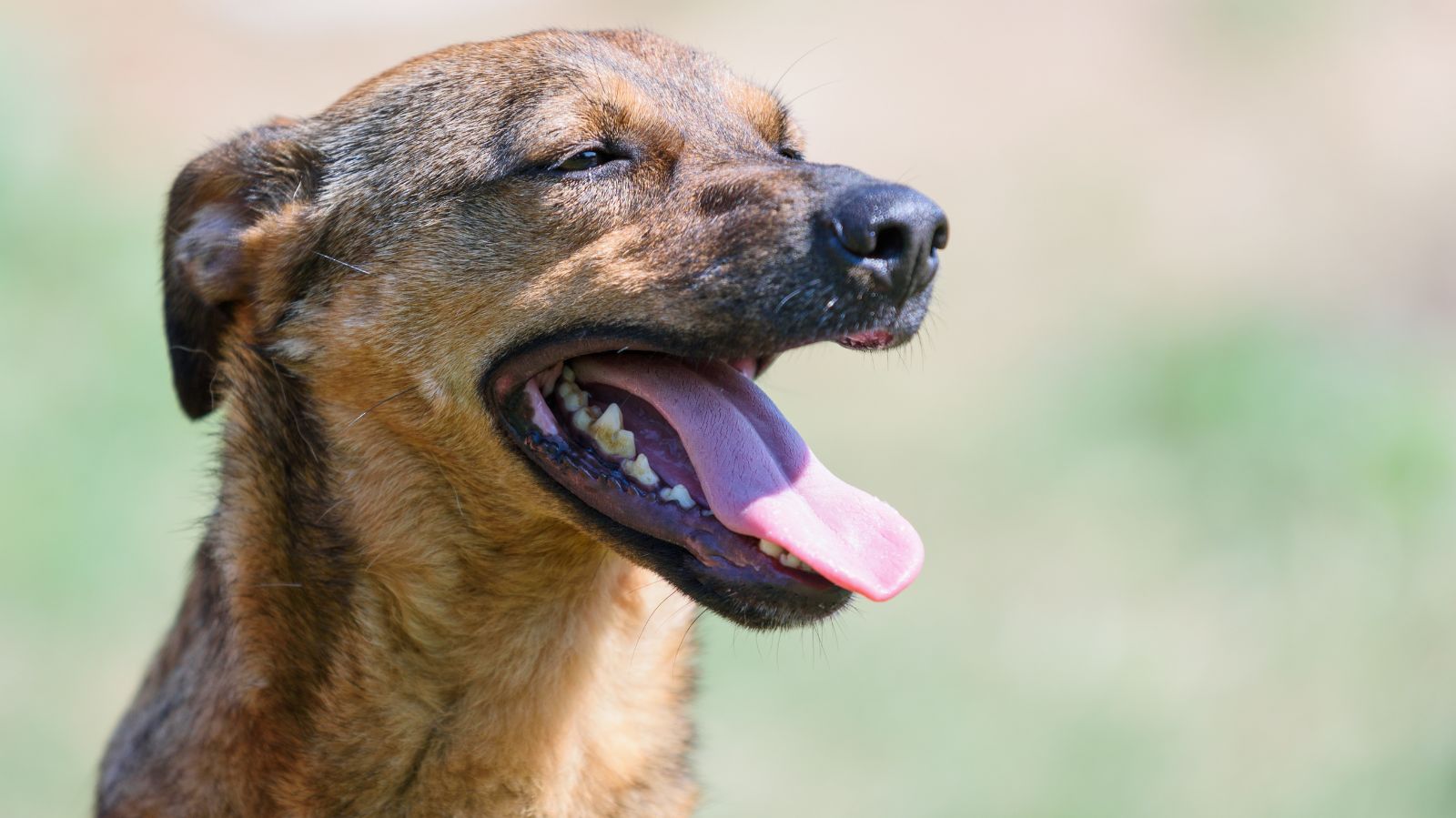 As doenças neurológicas mais comuns em cães vira-latas.