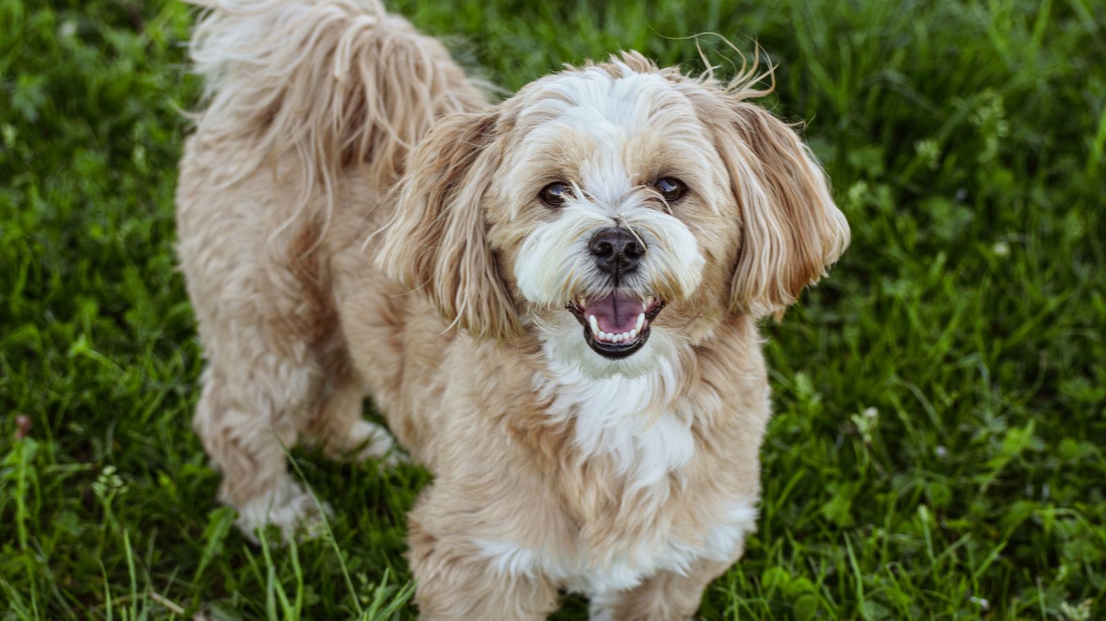 Cachorro braquiocefálico: entenda essa condição e como tratar