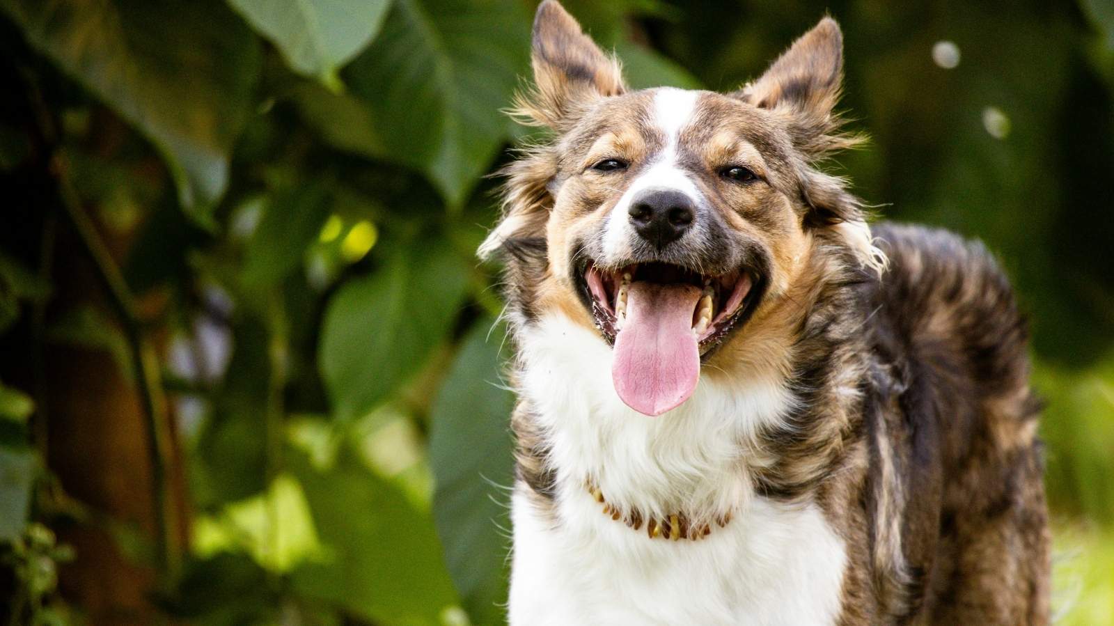 Berne em cachorro: o que é, como identificar, tratar e prevenir