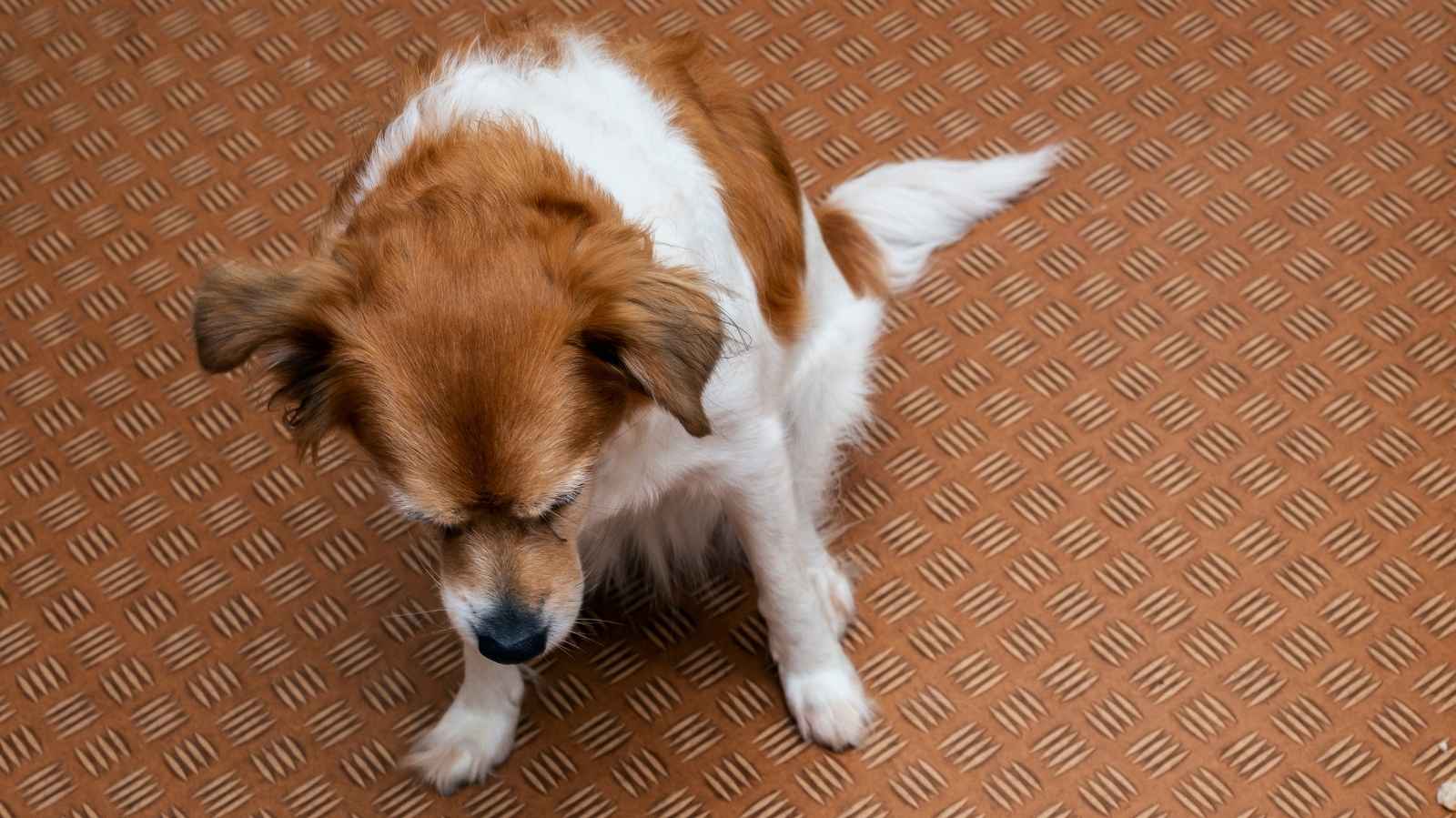Cachorro vomitando espuma branca: o que pode ser?