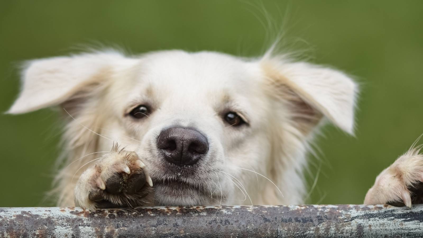 Cachorro pode comer uva-passa? Entenda os riscos