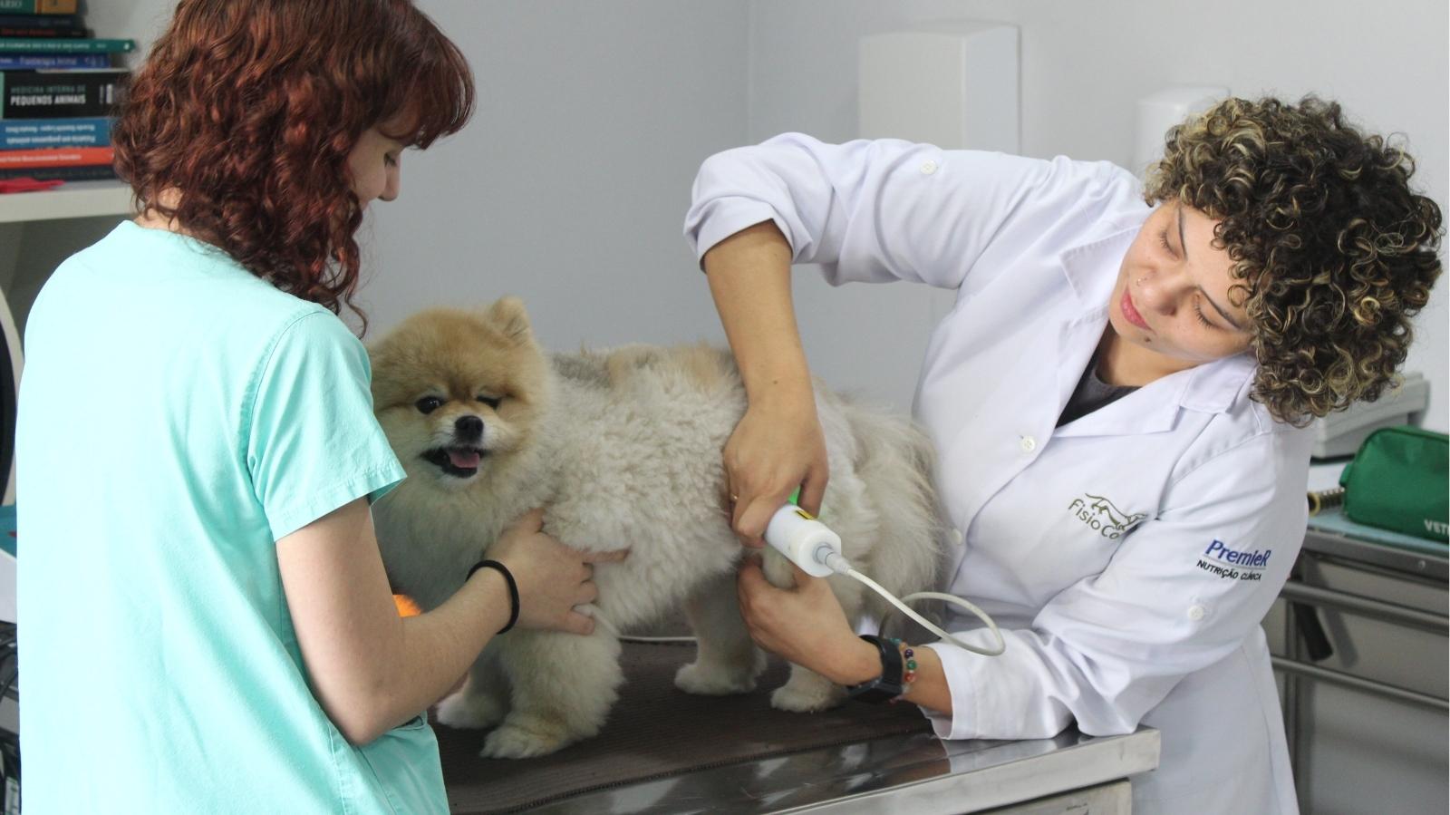 Vaga para Médico-veterinário Fisiatra em Bragança Paulista – SP