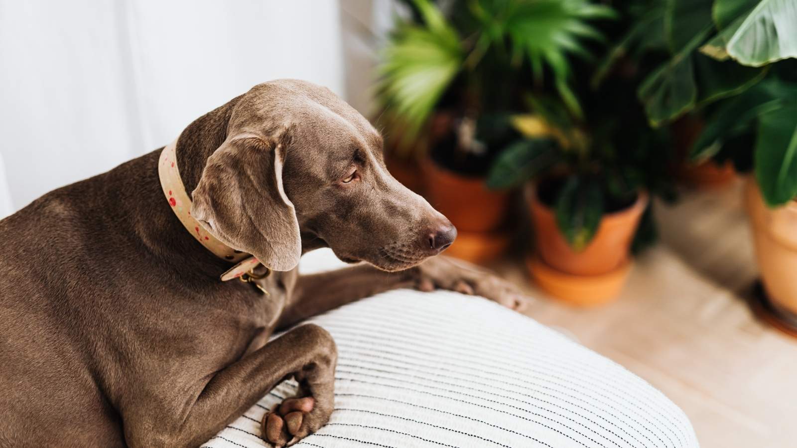 Câncer de pele em cachorro: saiba como evitar e proteger seu pet