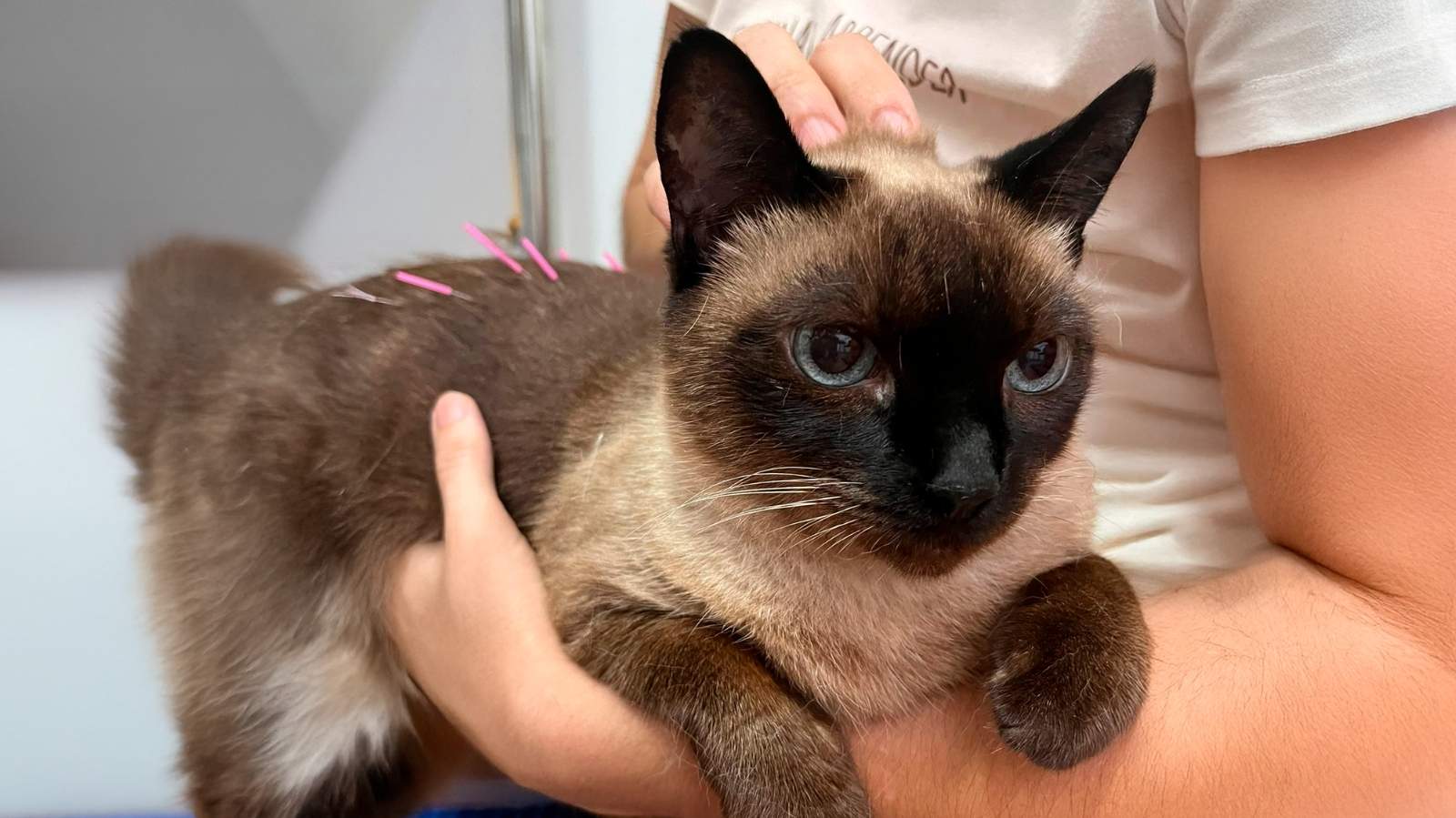 Cinco benefícios da Acupuntura Veterinária para cães e gatos