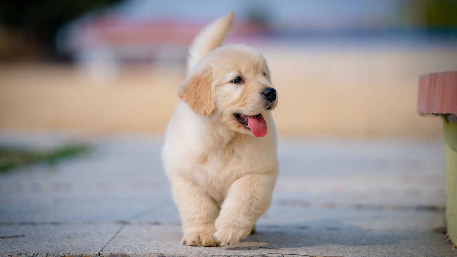 Esporotricose em cachorro: saiba o que é e como identificar