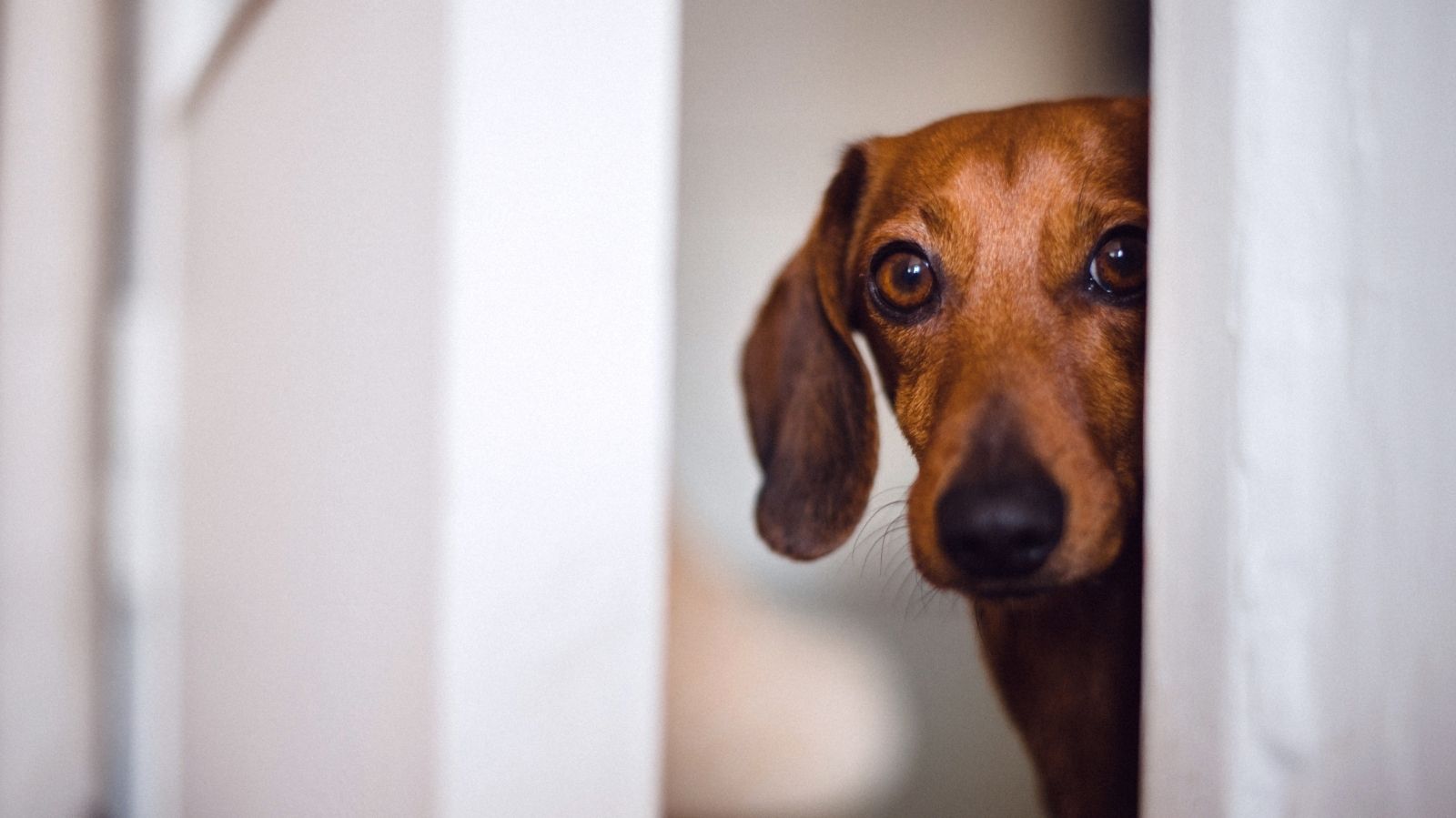 Cachorro estressado: entenda o que está acontecendo com seu pet