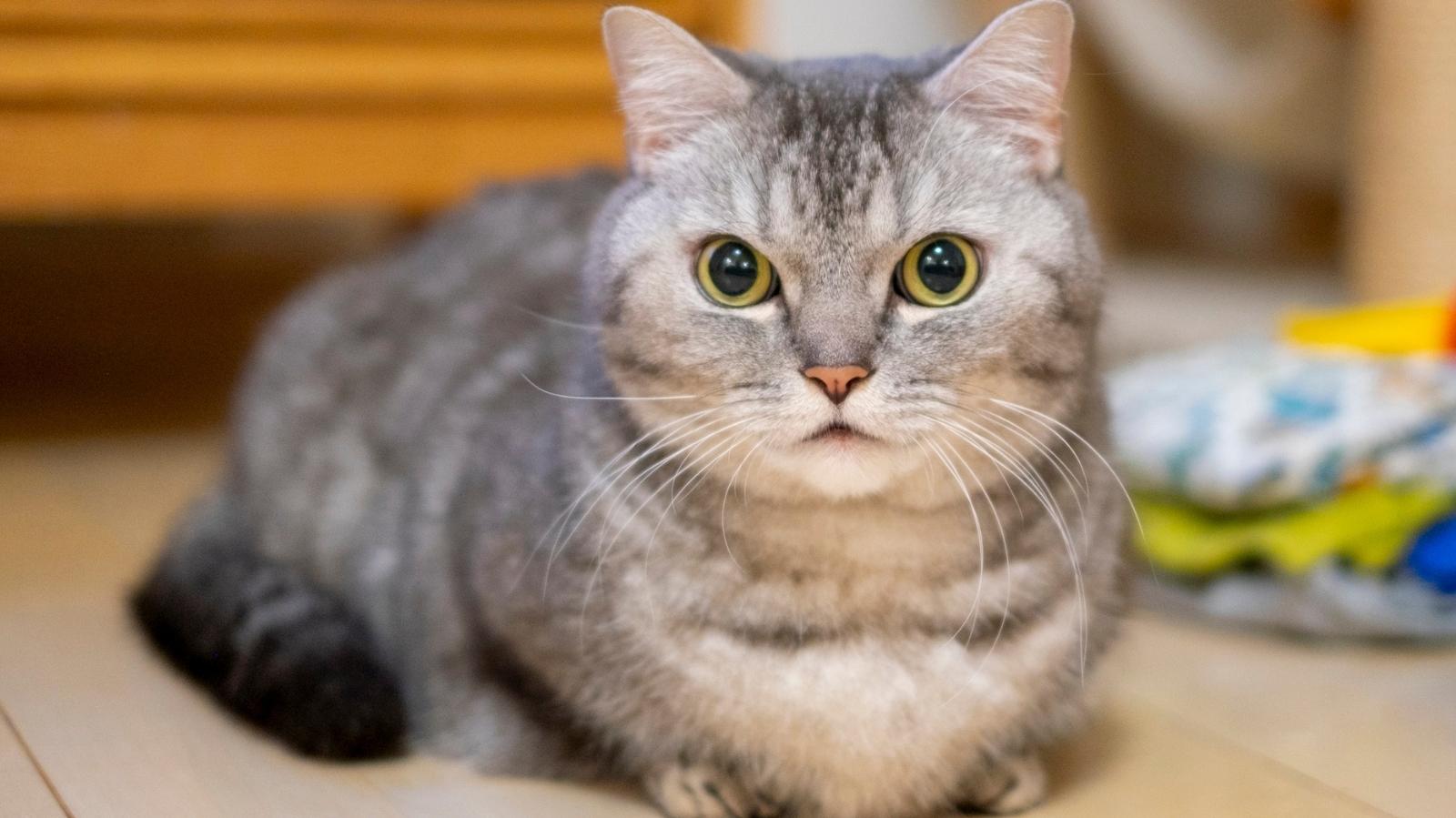 Gato com falta de ar: o que fazer