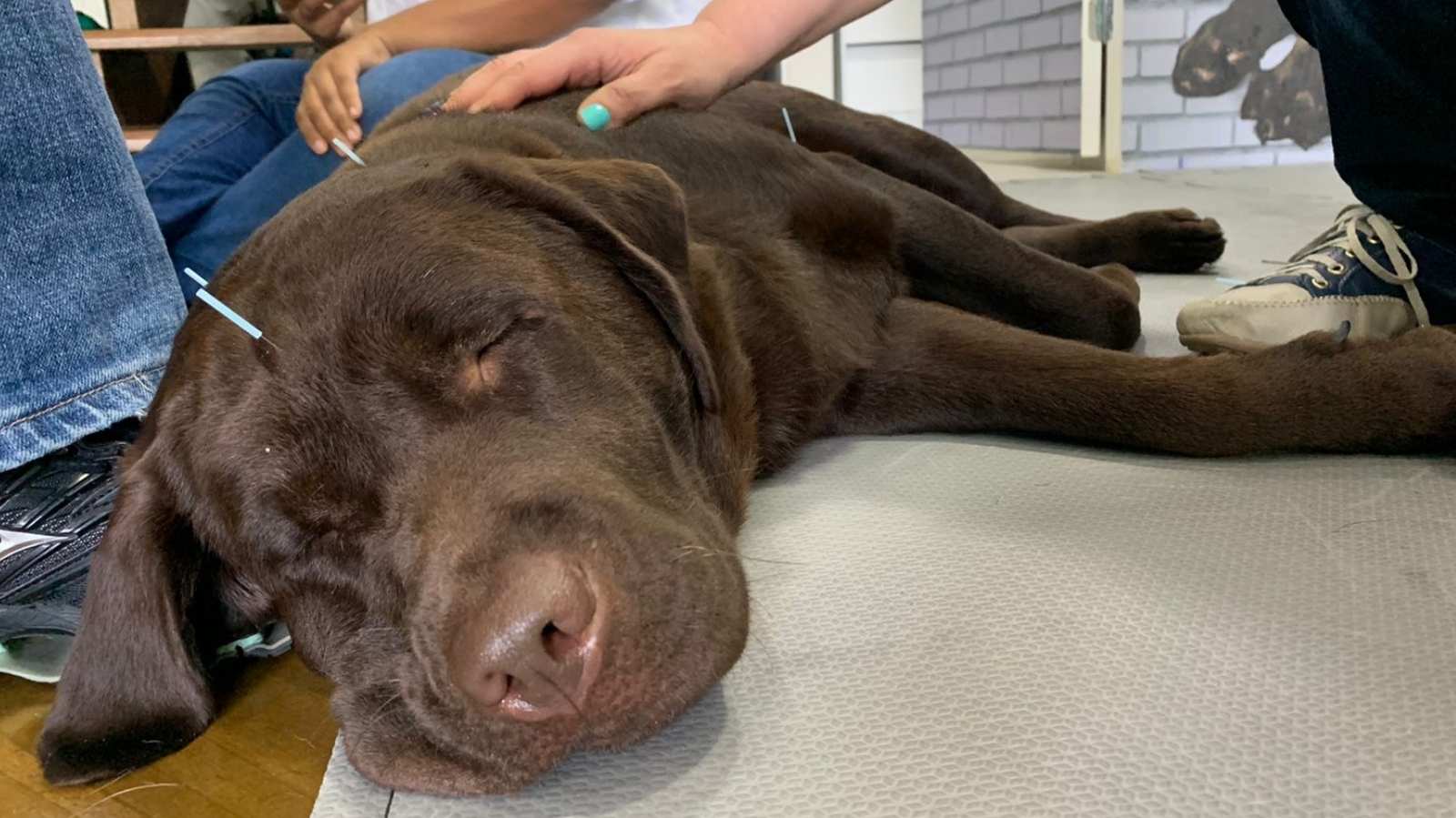Acupuntura Veterinária em Piracicaba: tratamento integrativo completo