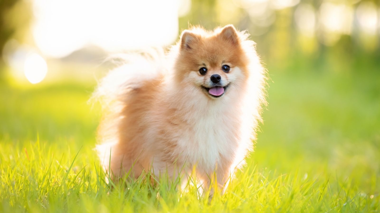 Dicas de cuidados com cachorro no verão: como proteger seu pet do calor