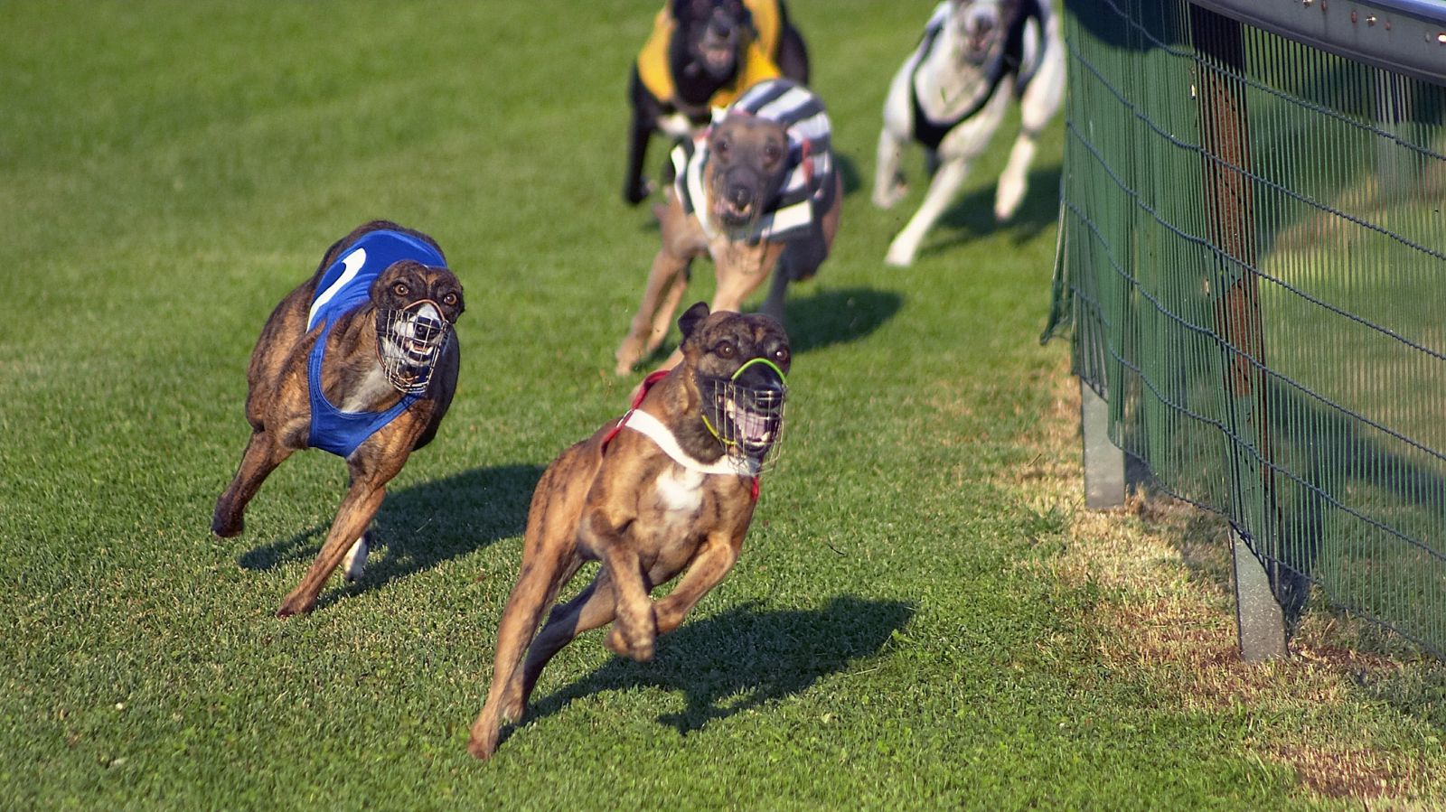 Melhores raças de cachorro para corrida