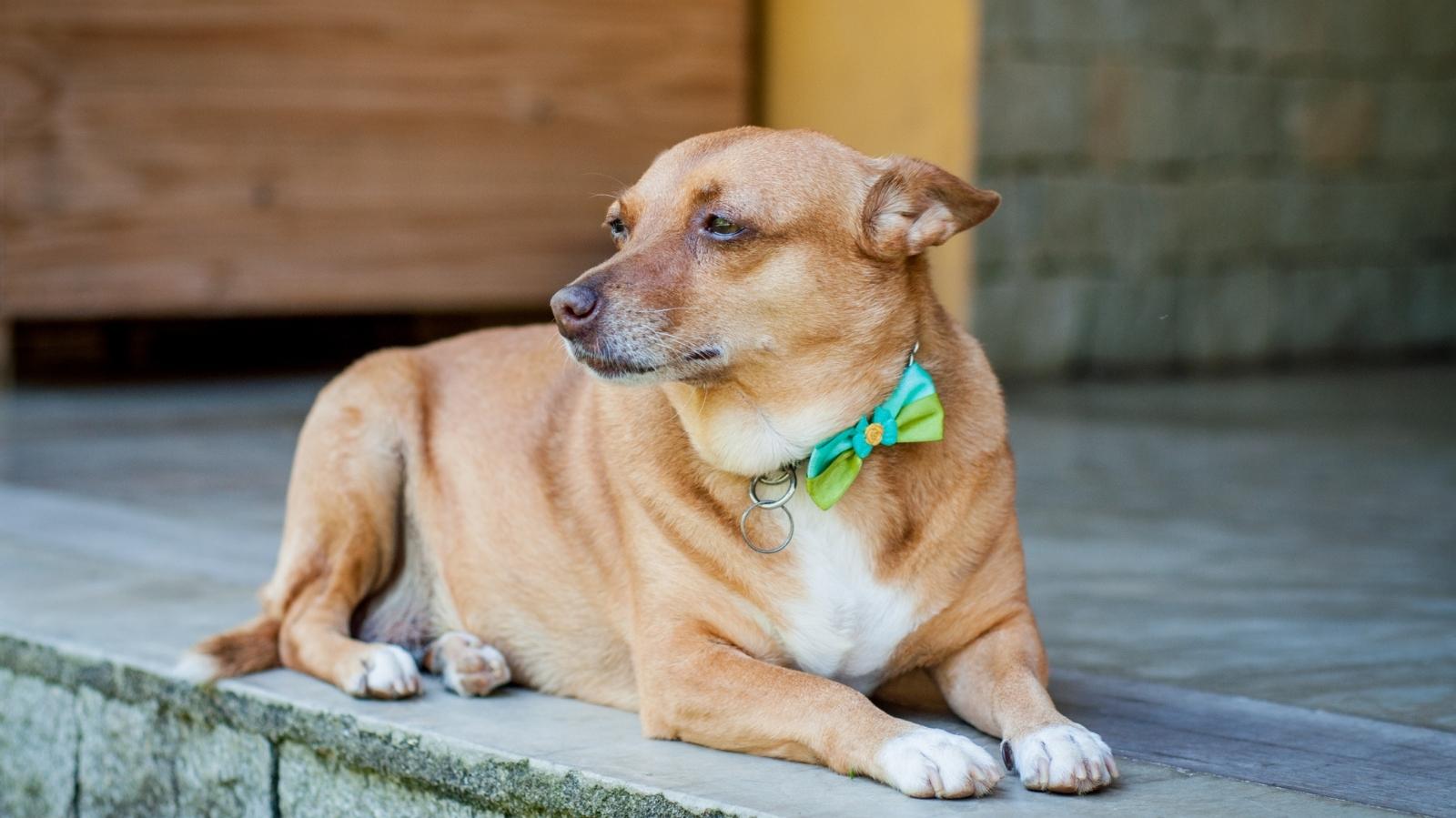 Insolação em cachorro: como prevenir e como tratar corretamente