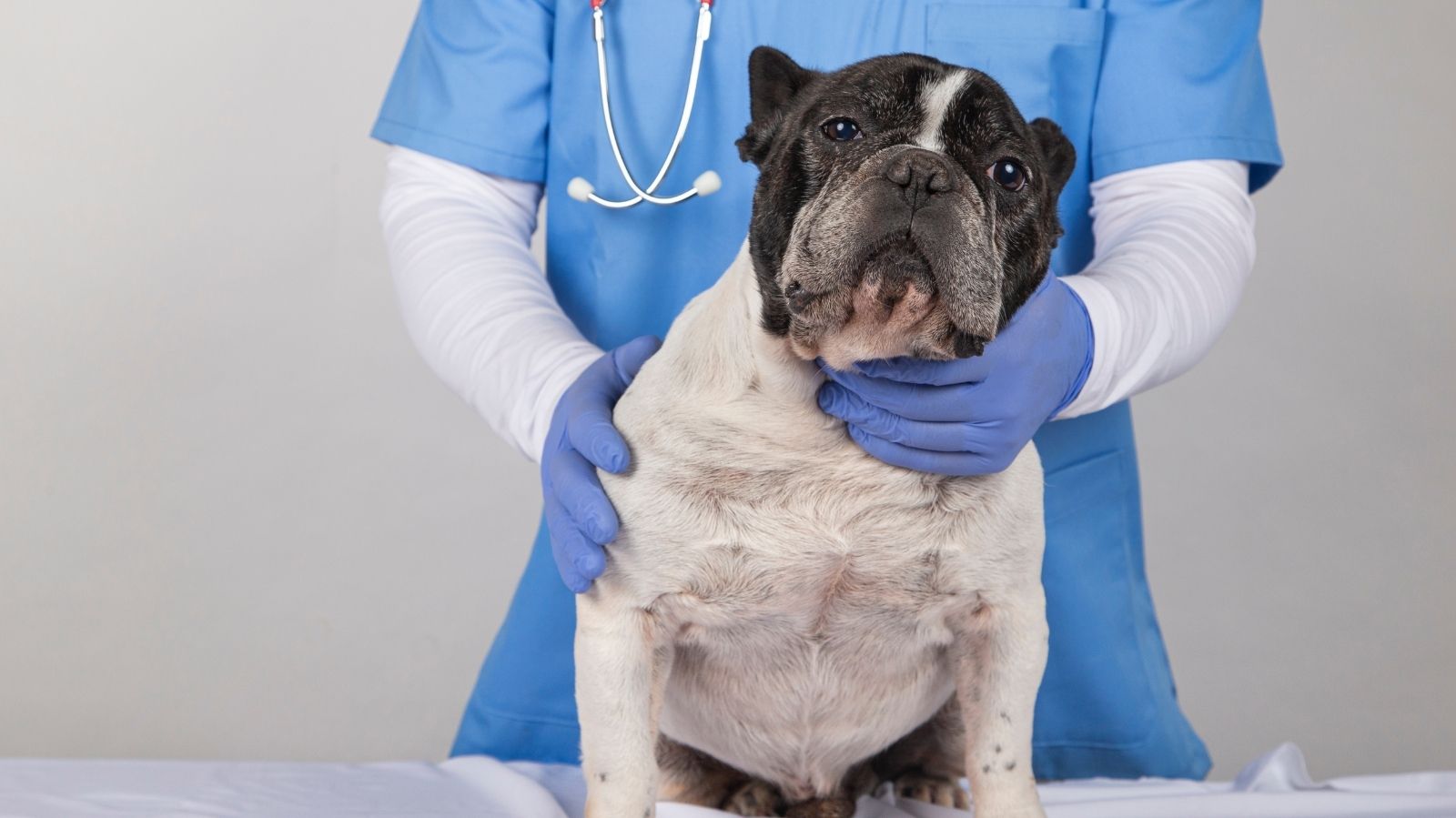 Cachorro idoso: saiba a importância da fisioterapia na terceira idade