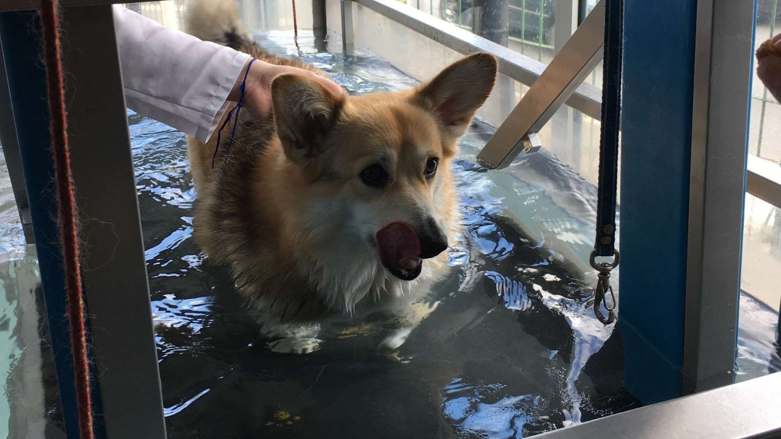 Clínica veterinária em Sapopemba especializada em fisioterapia animal