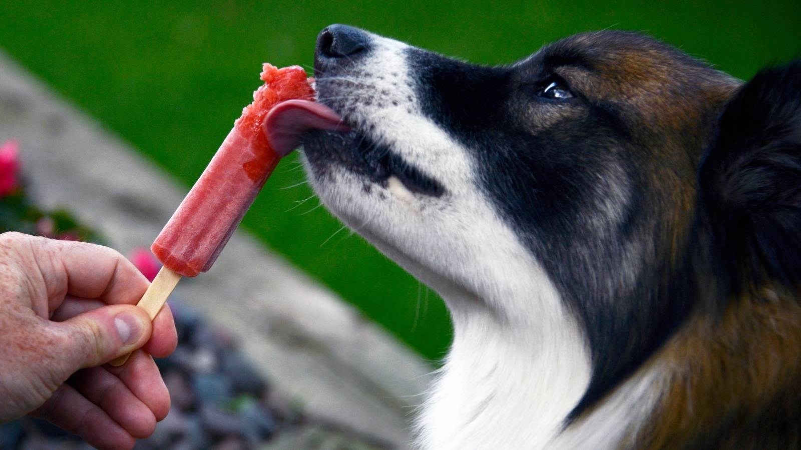Pode dar picolé para cachorro? Saiba quais são os cuidados