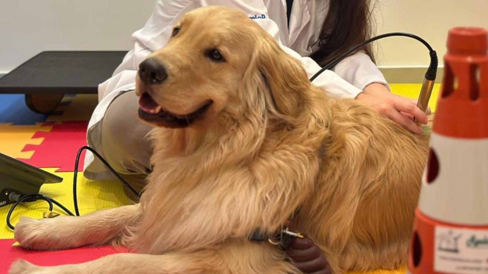 Tratamento para cachorro com dermatite: como a laserterapia ajuda