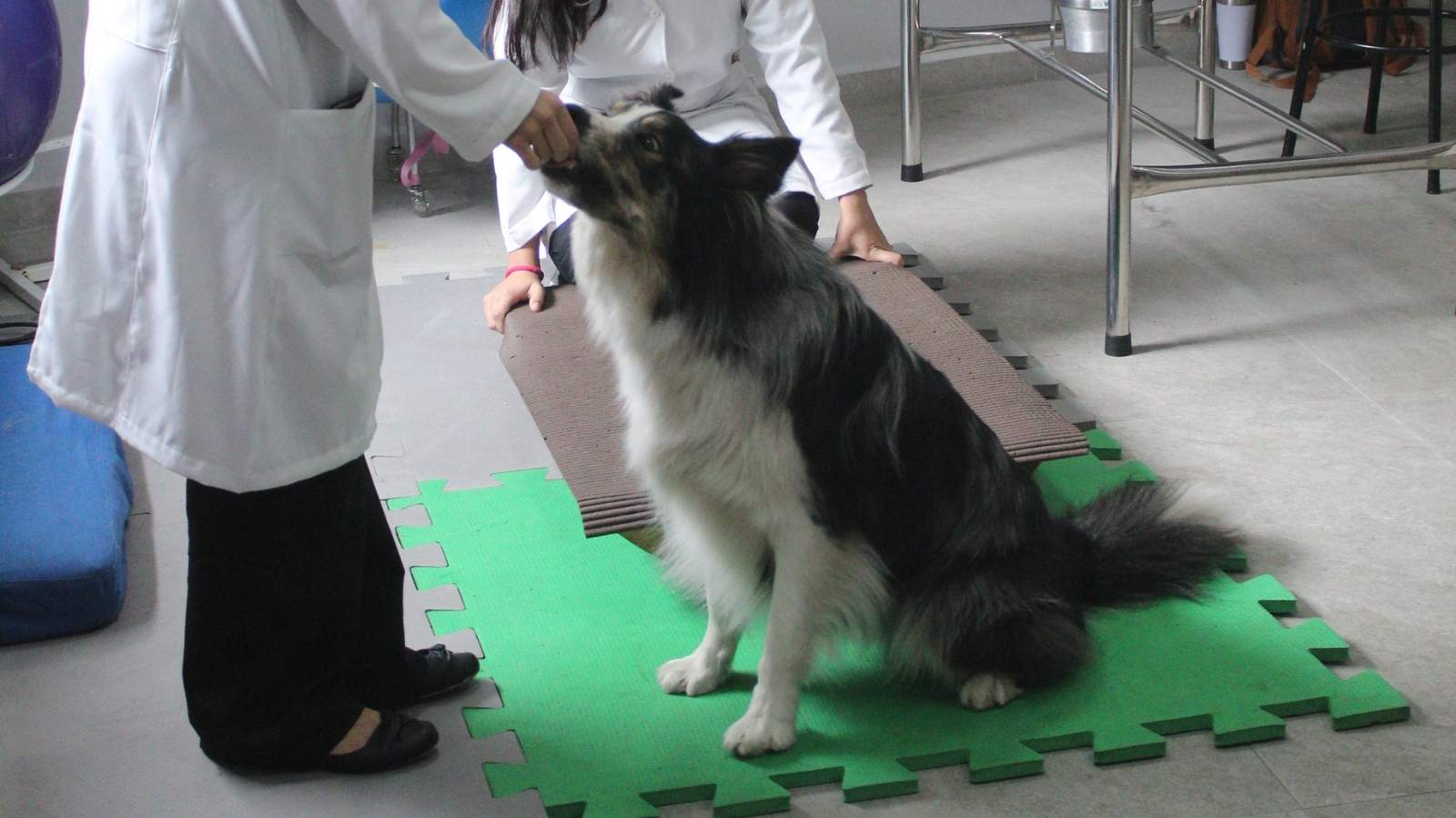 Fisioterapia Veterinária na Chácara Santo Antônio: qualidade de vida para seu pet