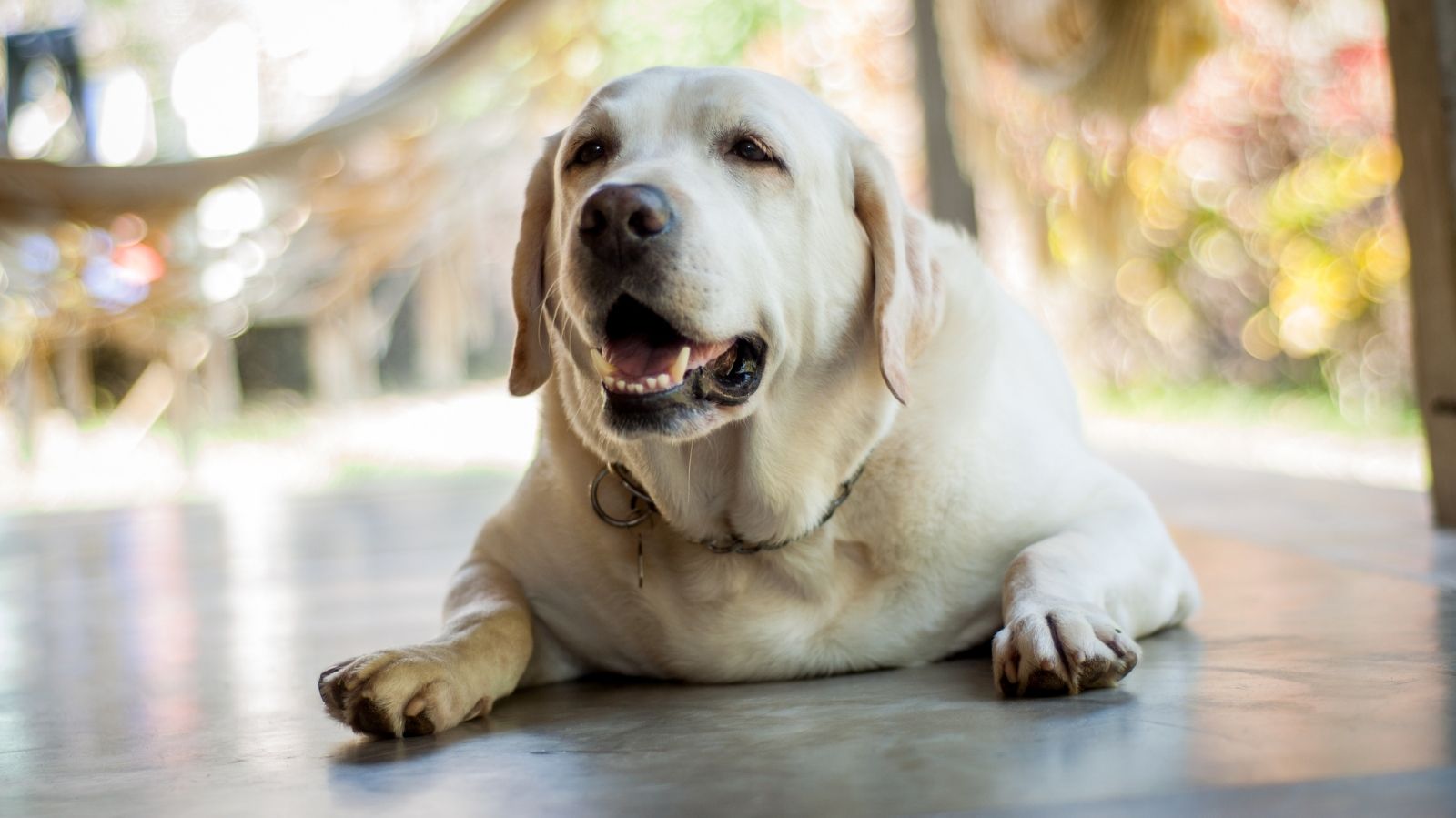 5 sinais que te ajudam a identificar que o seu cachorro está obeso