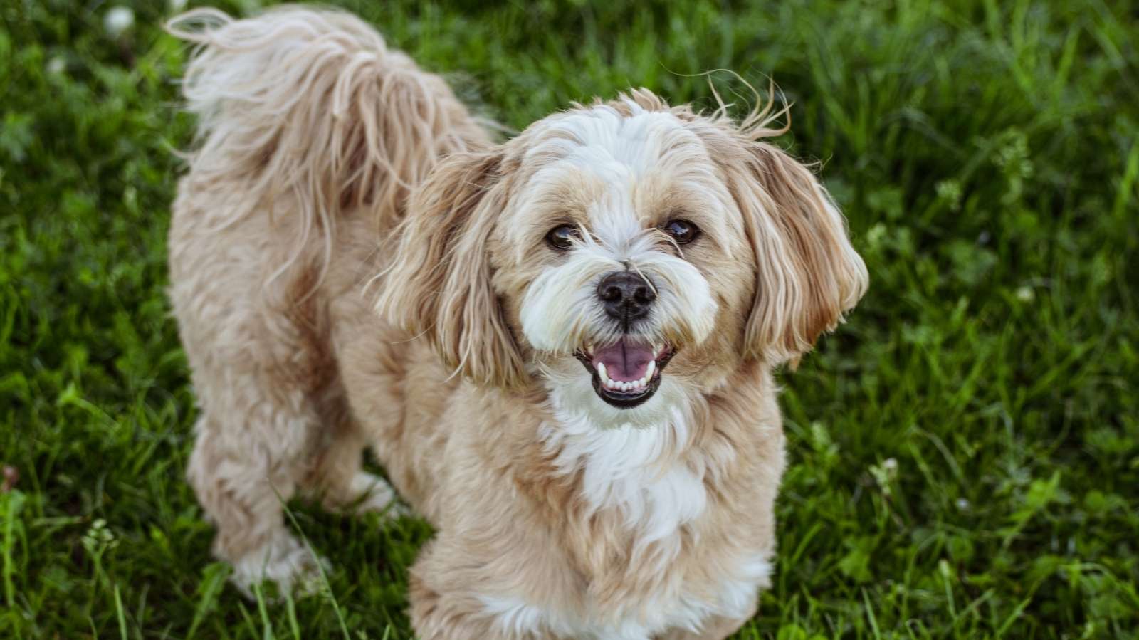 Urolitíase em cães: saiba o que é como tratar