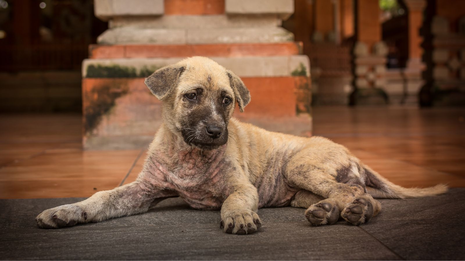 Babesiose Canina: entenda a doença e como tratar